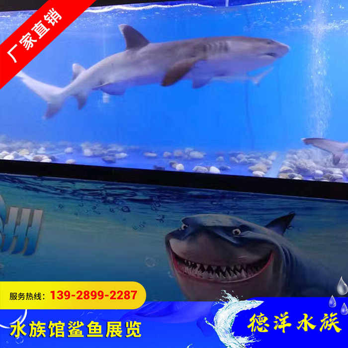 水族馆鲨鱼展览